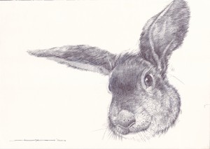 rabbit-drawing-stephen-menon